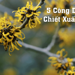 5-cong-dung-cua-chiet-xuat-cay-phi-bac-my